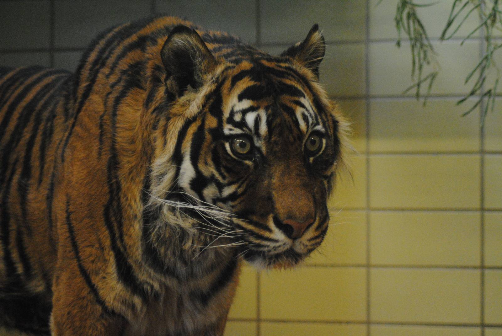 Old sumatran tigress Rachka