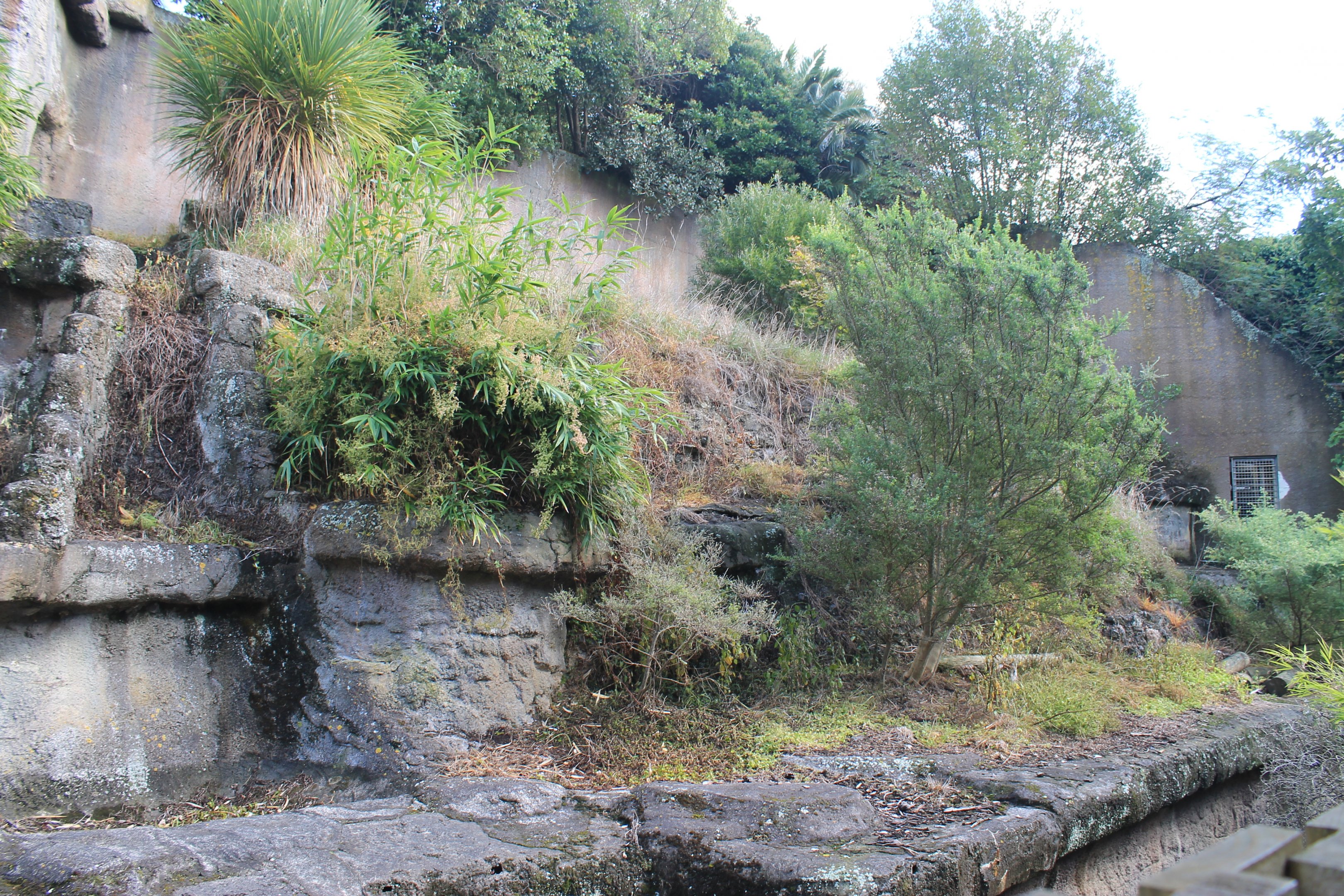 old Sun Bear enclosure