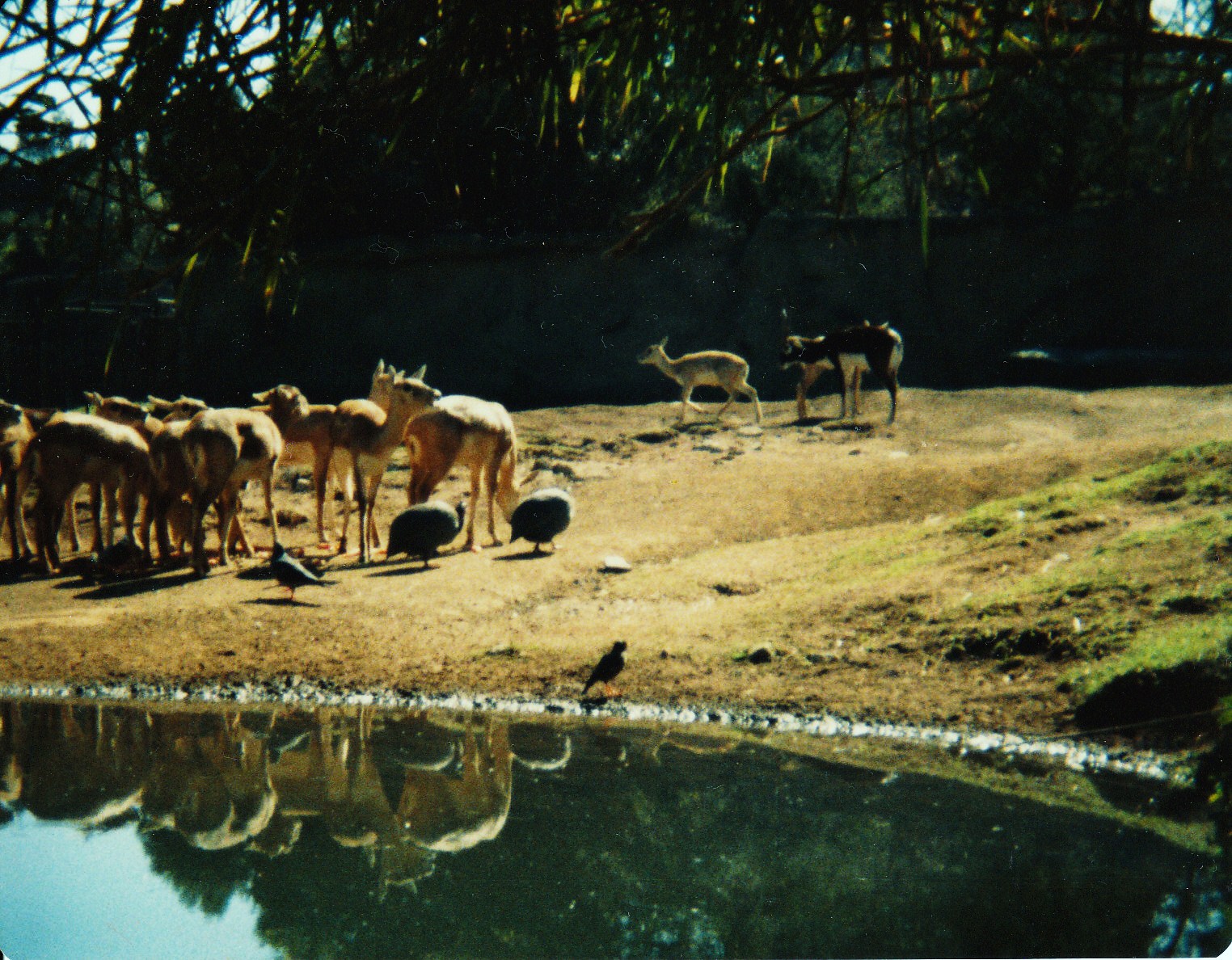 Old Taronga Zoo Photo August 1986 - Blackbuck