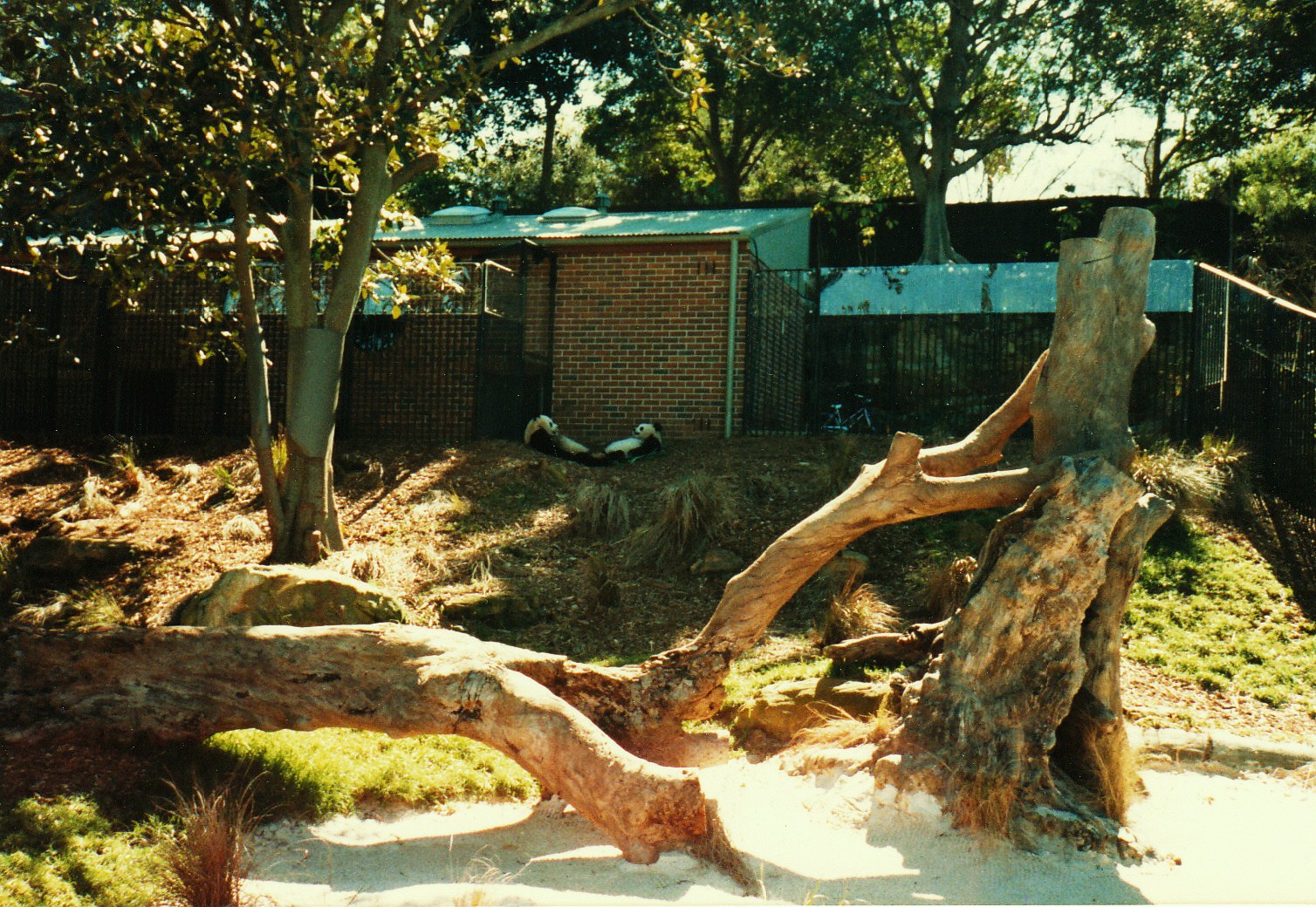 Old Taronga Zoo Photo August 1988 - Giant Pandas