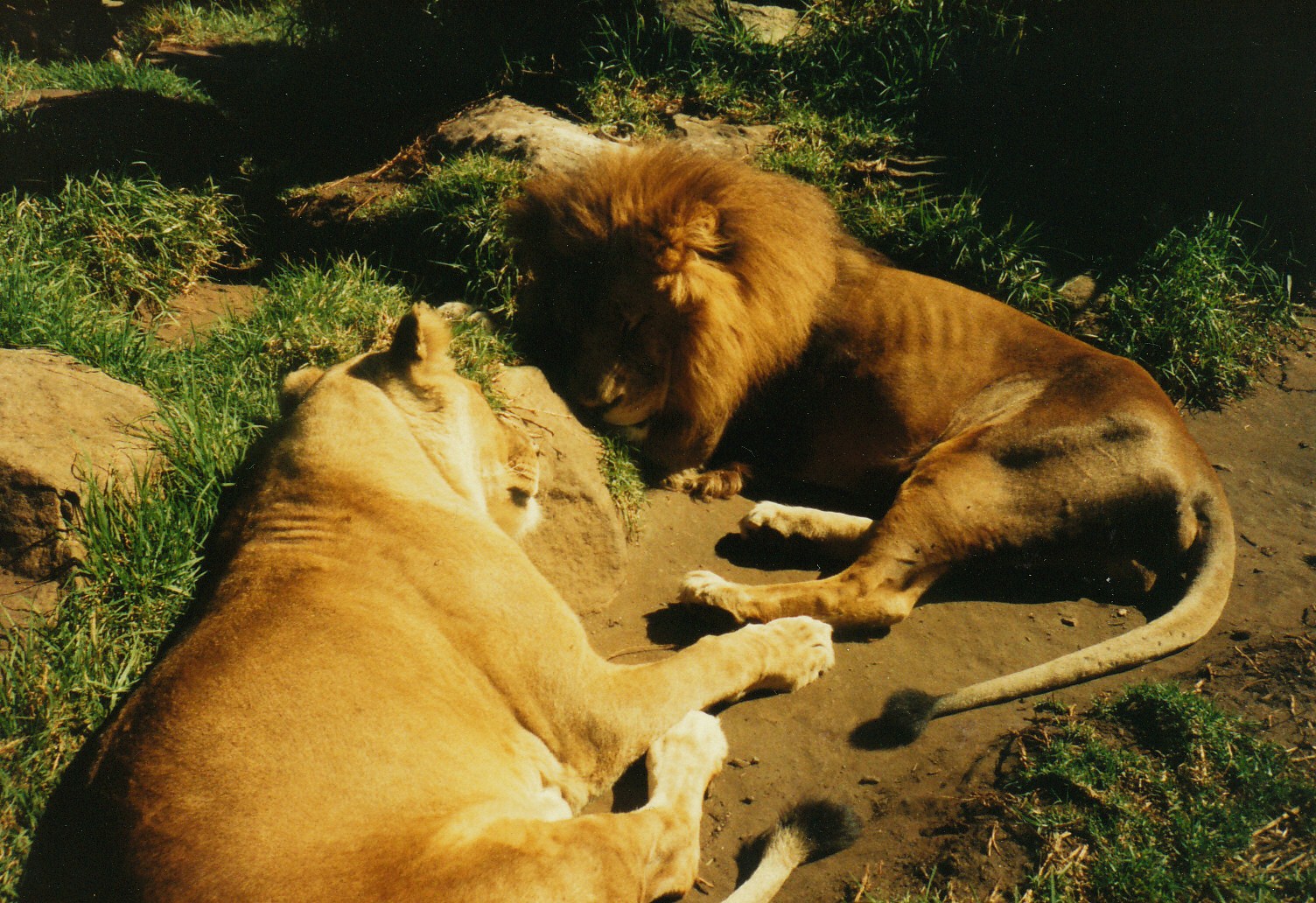 Old Taronga Zoo Photo August 1988 - Lions