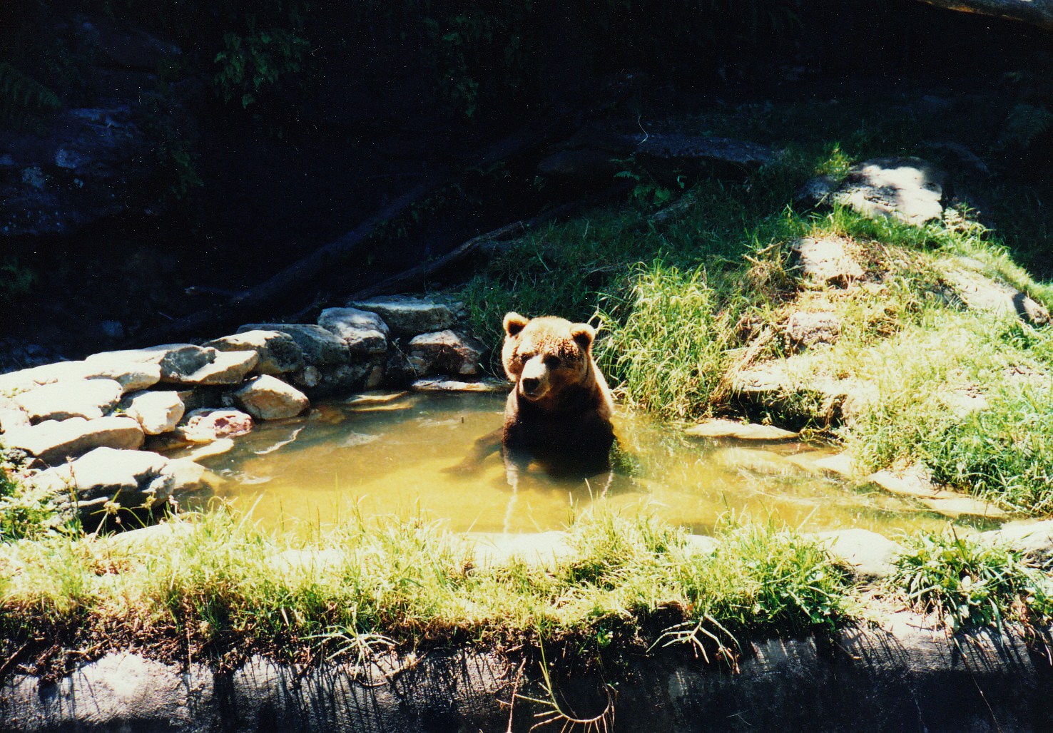 Old Taronga Zoo Photo February 1989 - Brown Bear (maybe Bethyl the Kodiak?)