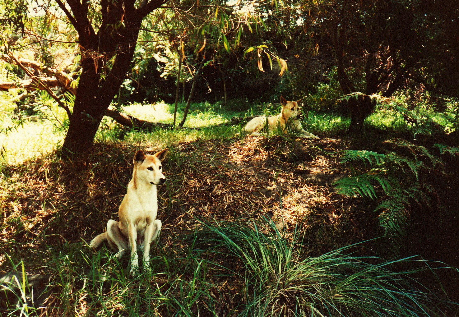 Old Taronga Zoo Photo February 1989 - Dingos