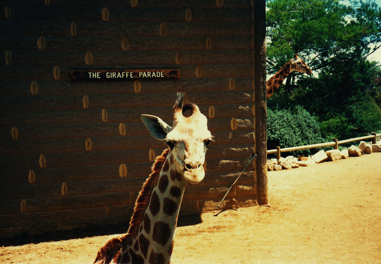 Old Taronga Zoo Photo February 1989 - Giraffes