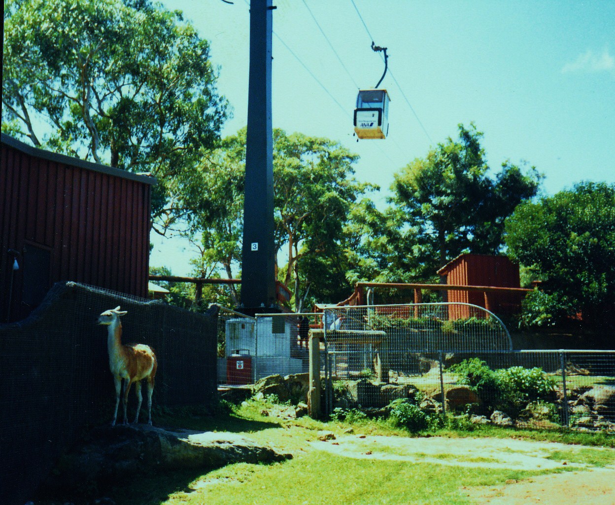 Old Taronga Zoo Photo February 1989 - Guanaco and Cable Car