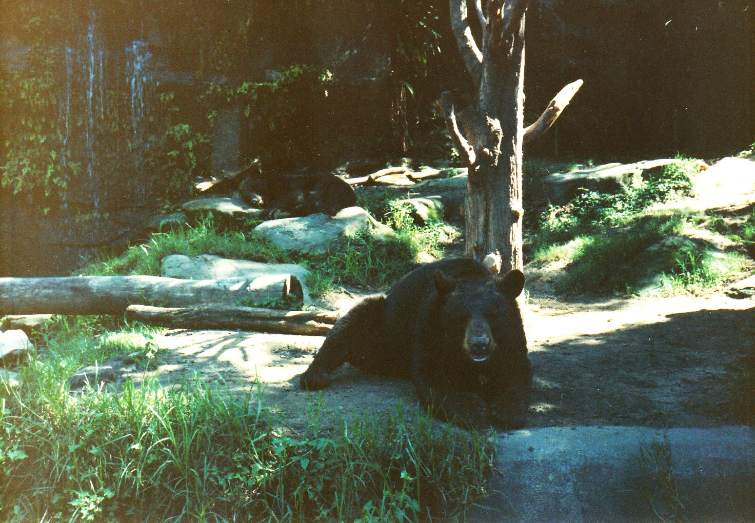 Old Taronga Zoo Photo February 1990 - Black Bears