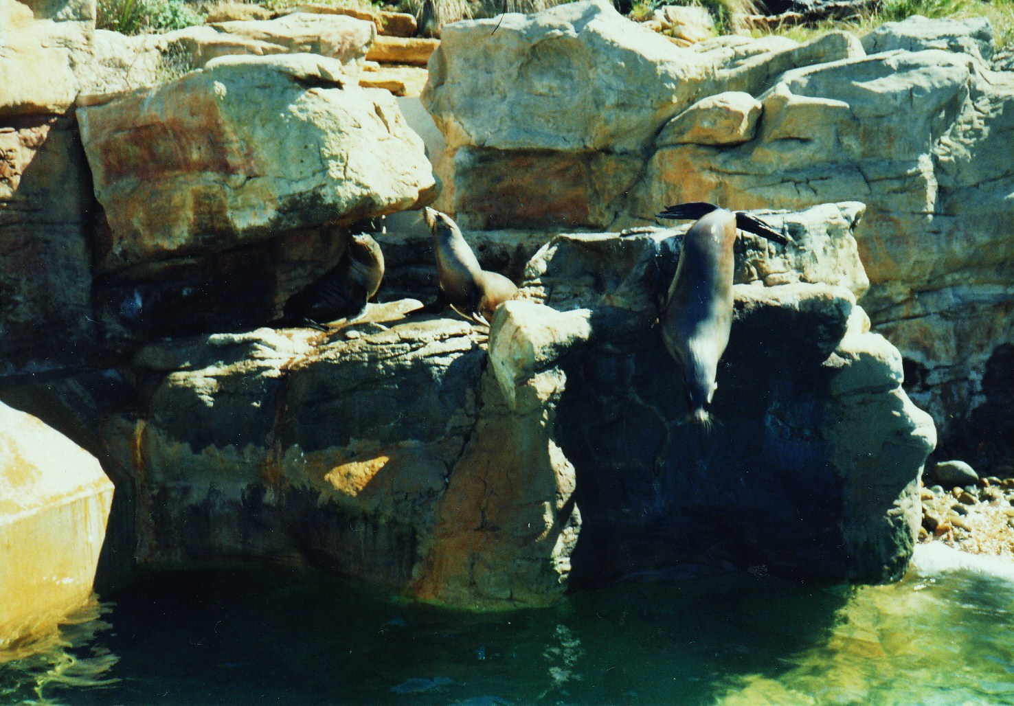 Old Taronga Zoo Photo February 1990 - Seals
