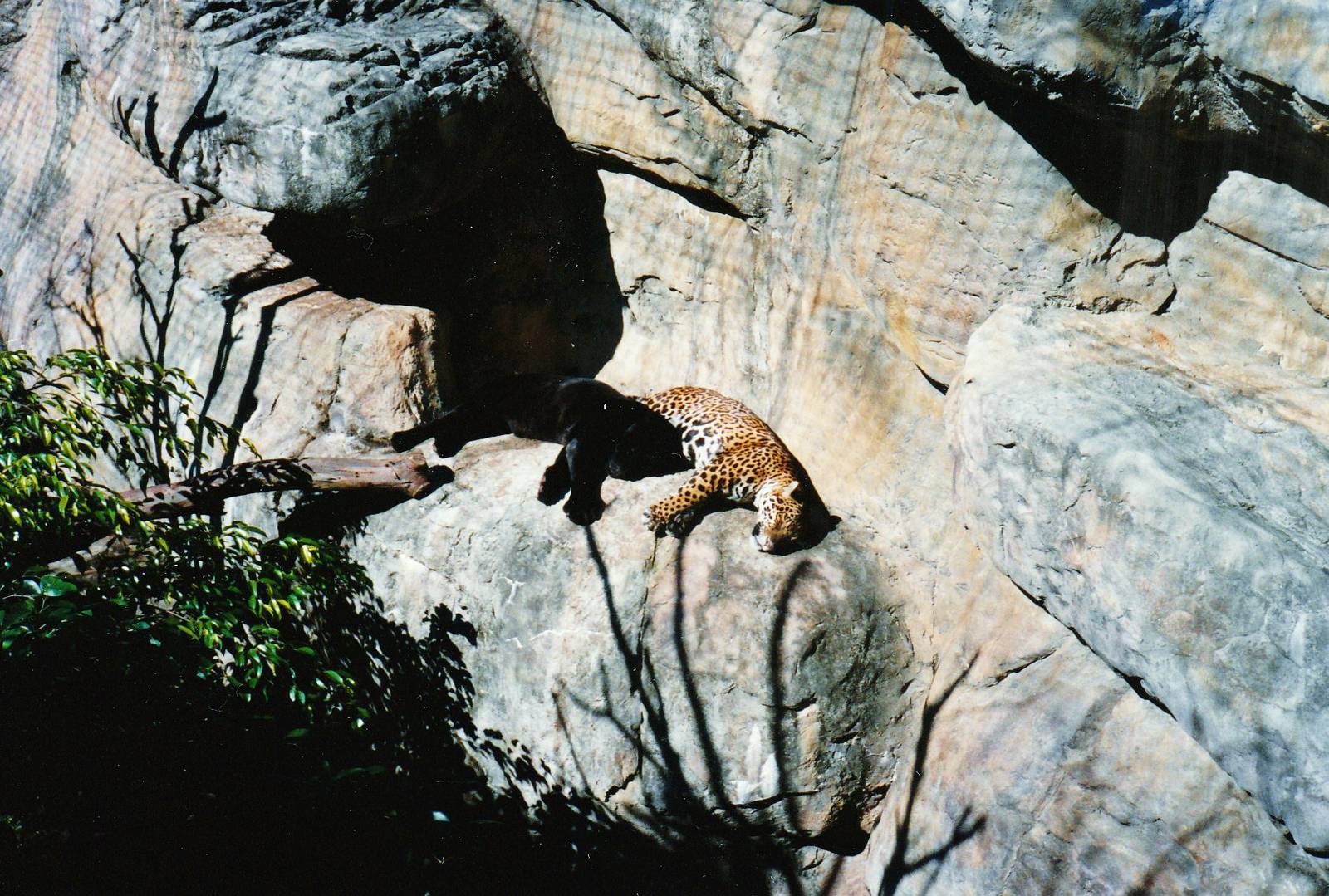 Old Taronga Zoo Photo - Jaguars July 1990