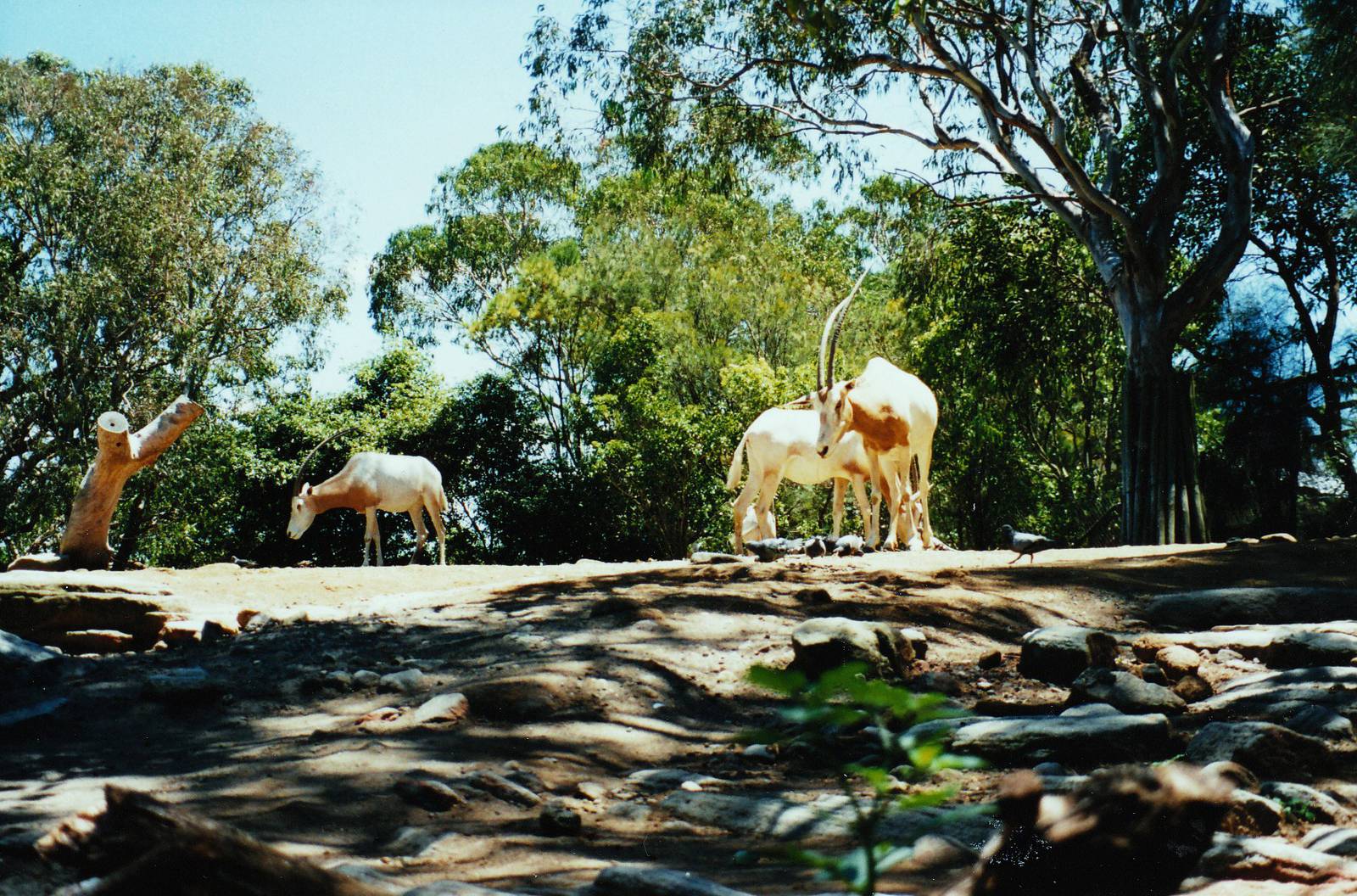 Old Taronga Zoo Photo January 1994 - Oryxes