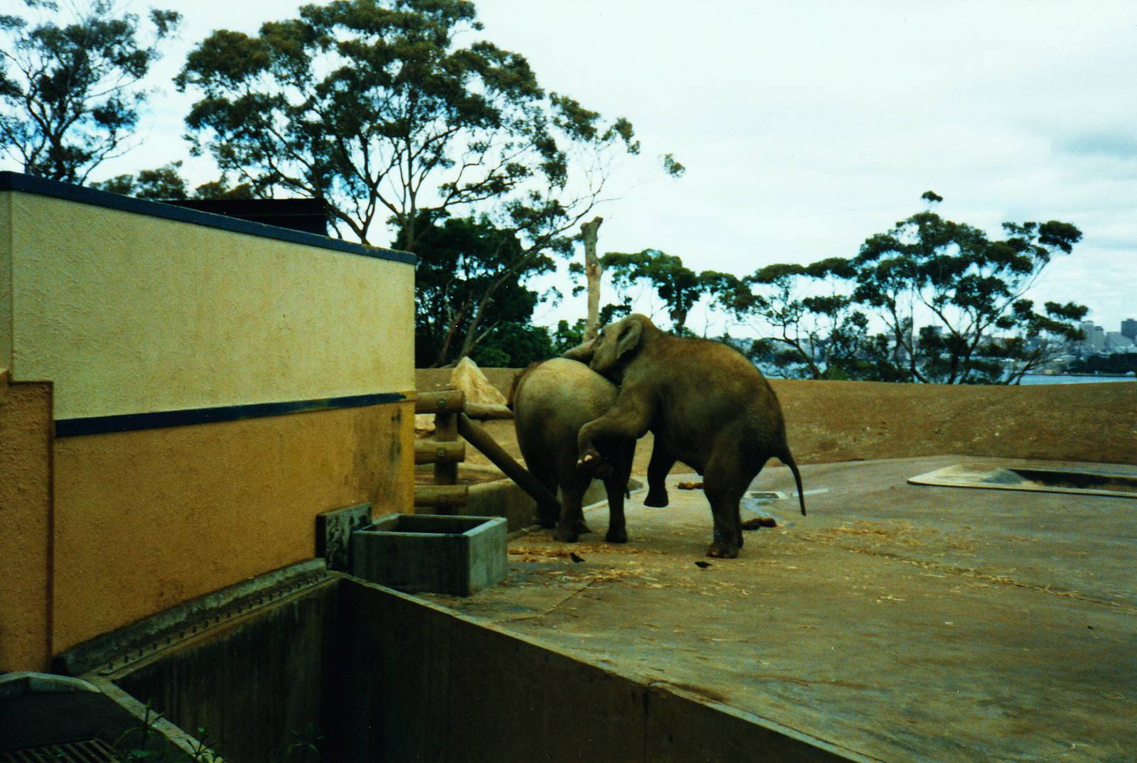 Old Taronga Zoo Photo July 1989 - Asian Elephants (piggybacking?)
