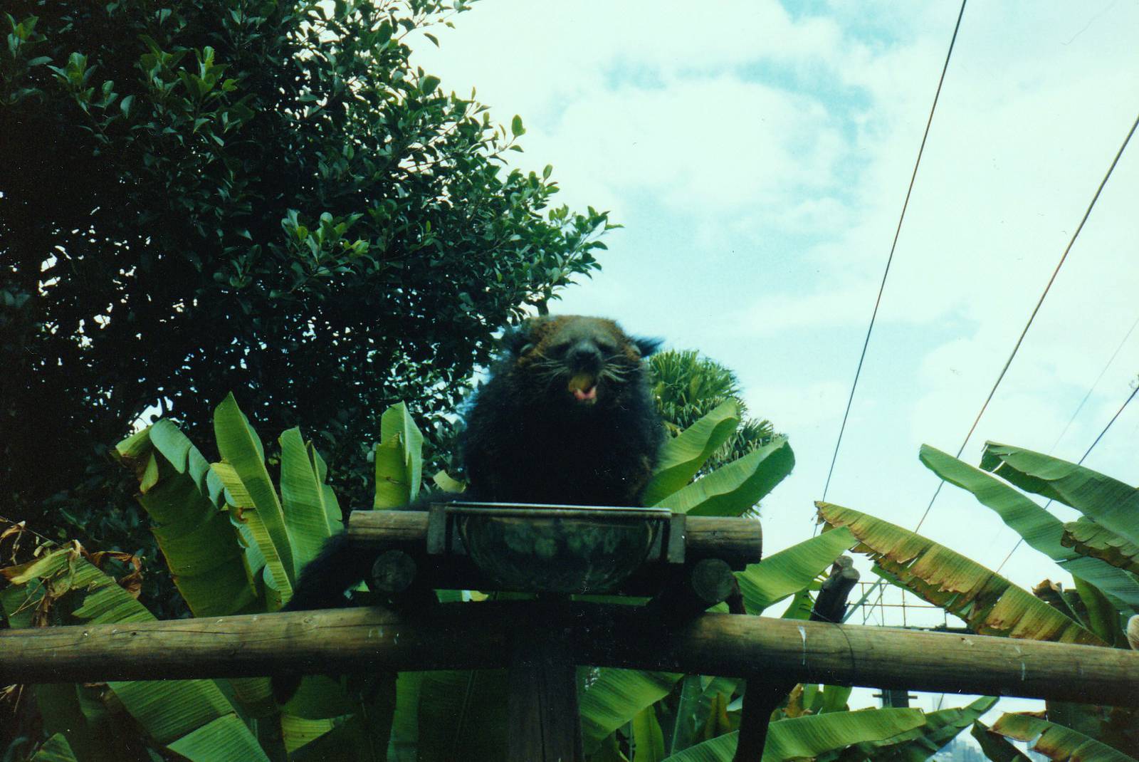 Old Taronga Zoo Photo July 1989 - Binturong eating