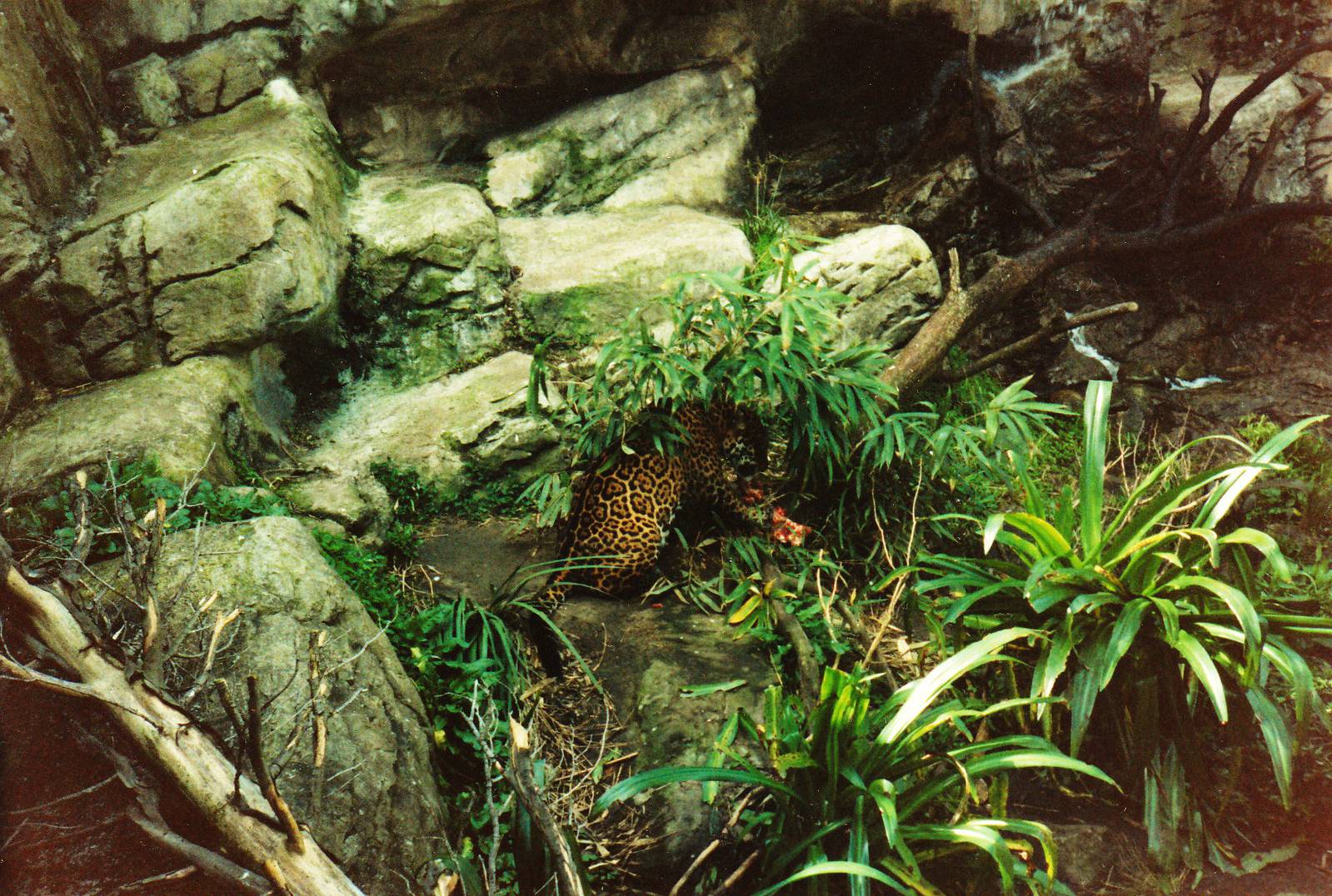 Old Taronga Zoo Photo July 1989 - Jaguar eating