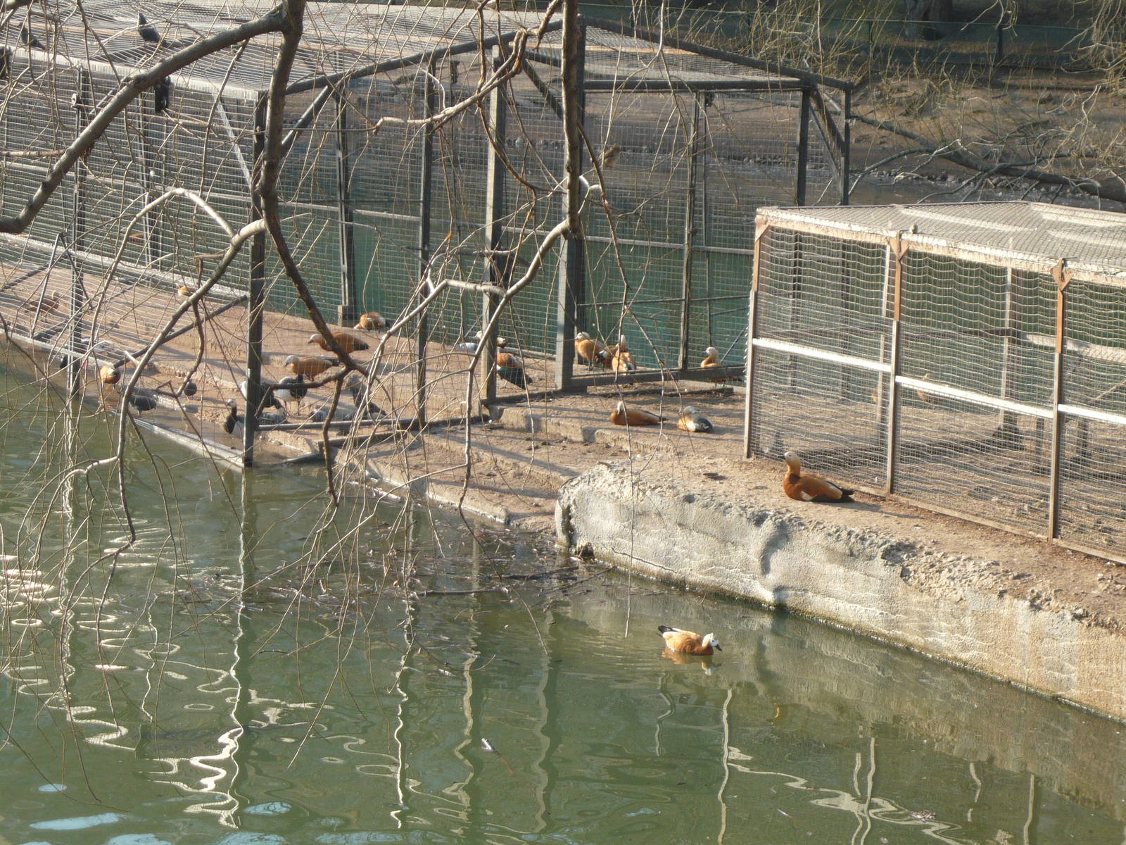Old Territory large pond