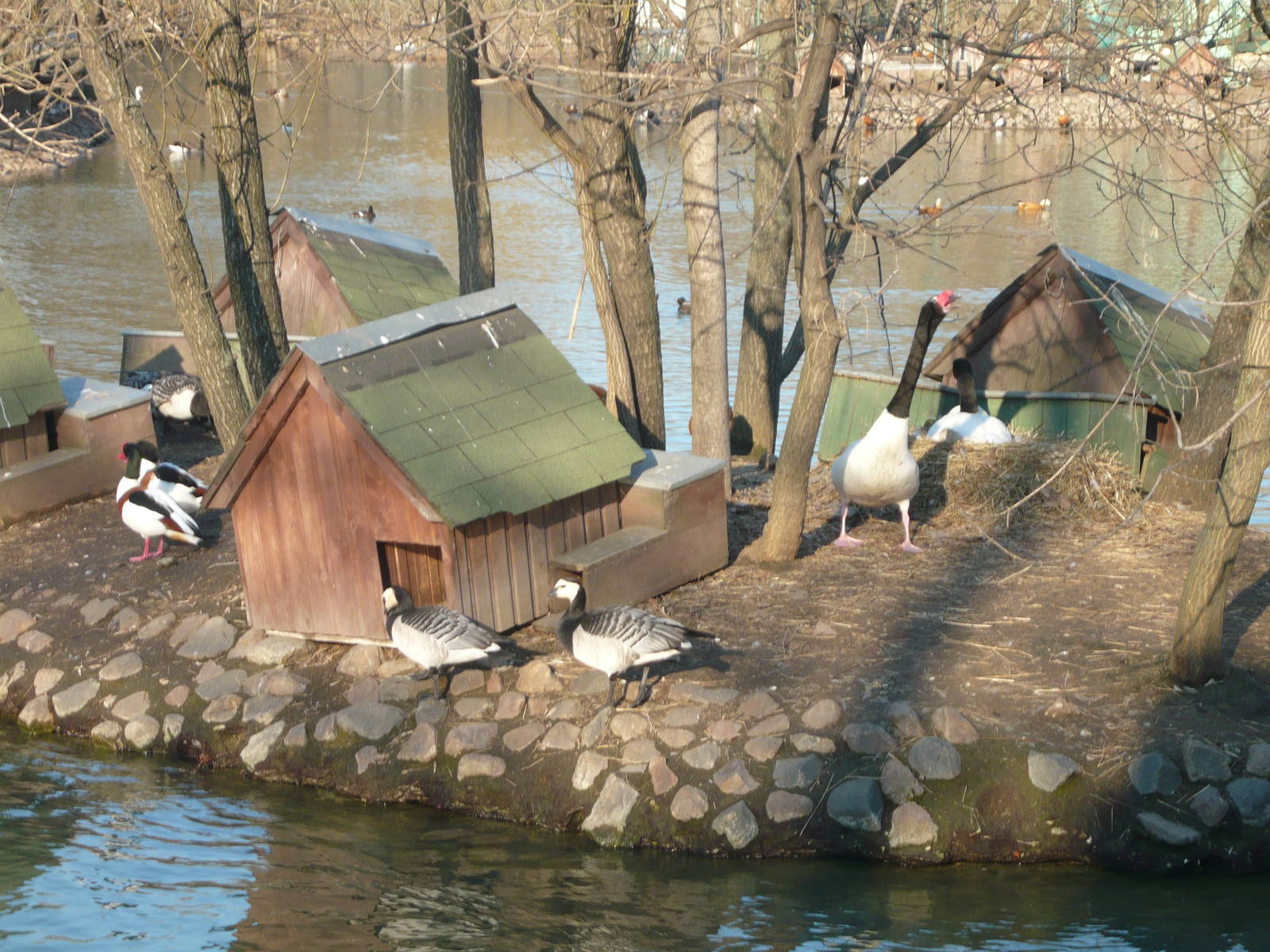 Old Territory large pond
