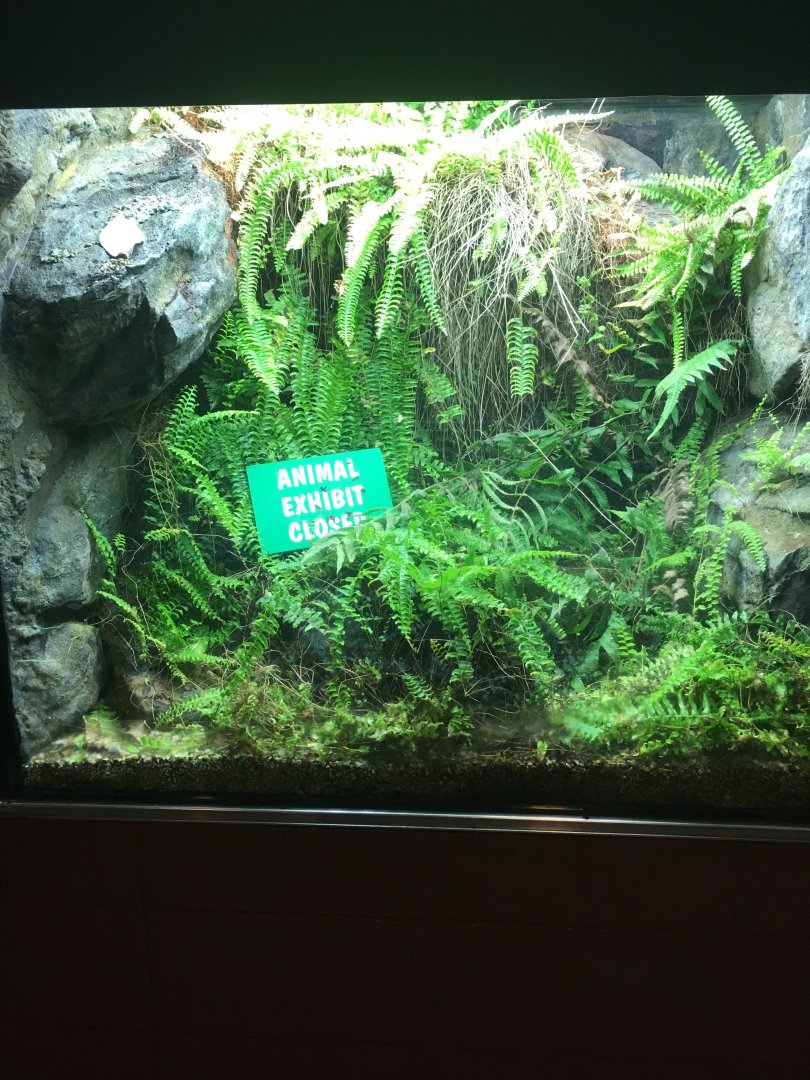 Old Timber Rattlesnake Exhibit | Henry Vilas Zoo