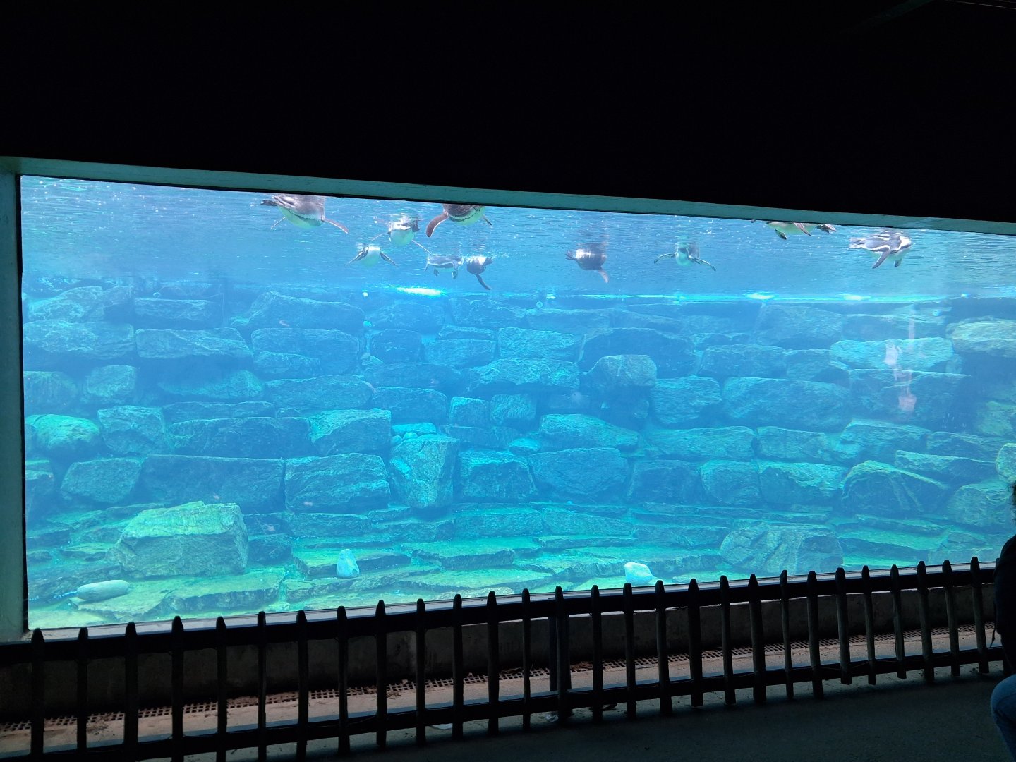 Old underwater view of seals, now showing part of the Humboldt penguin colony