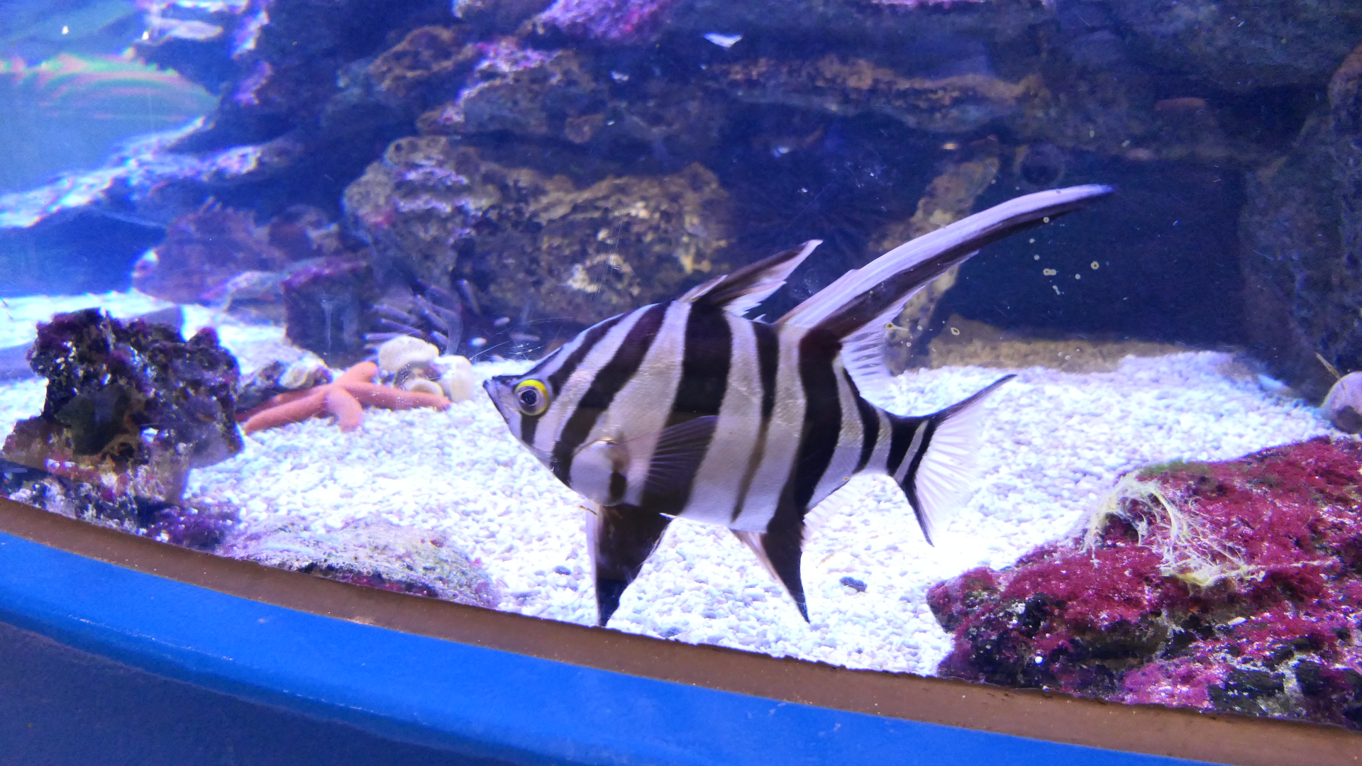 Old Wife (Enoplosus armatus) - Dolphin Discovery Centre, Bunbury