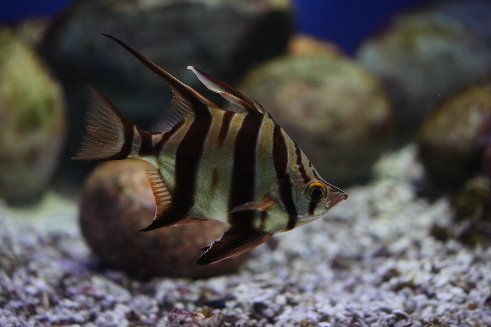 Old wife (Enoplosus armatus)