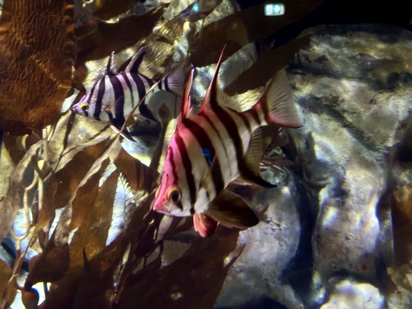 Old wife (Enoplosus armatus)