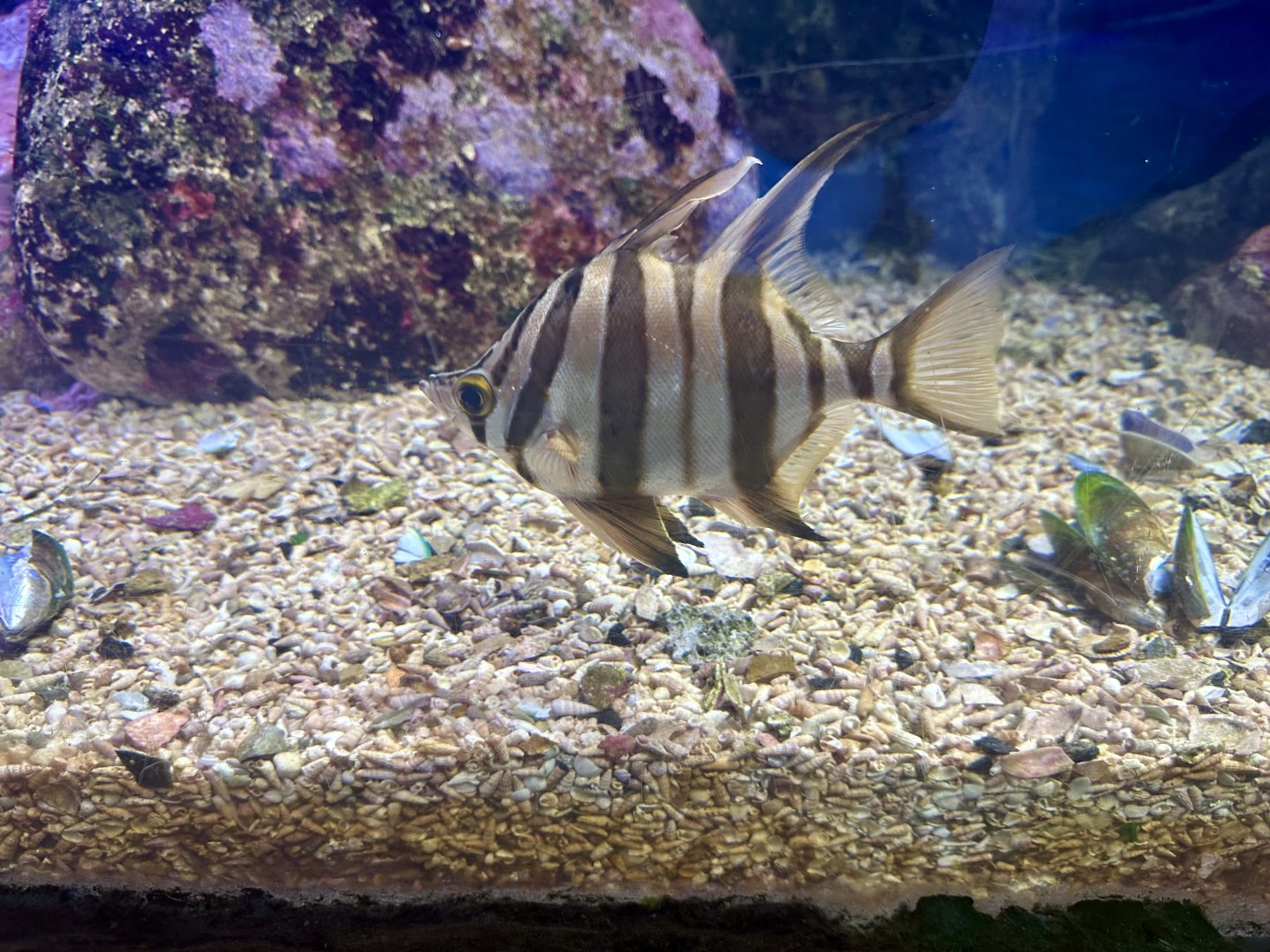 Old wife (Enoplosus armatus)