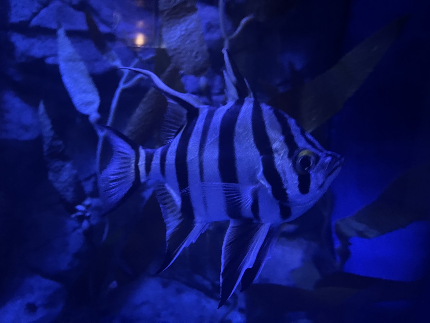 old wife (enoplosus armatus)