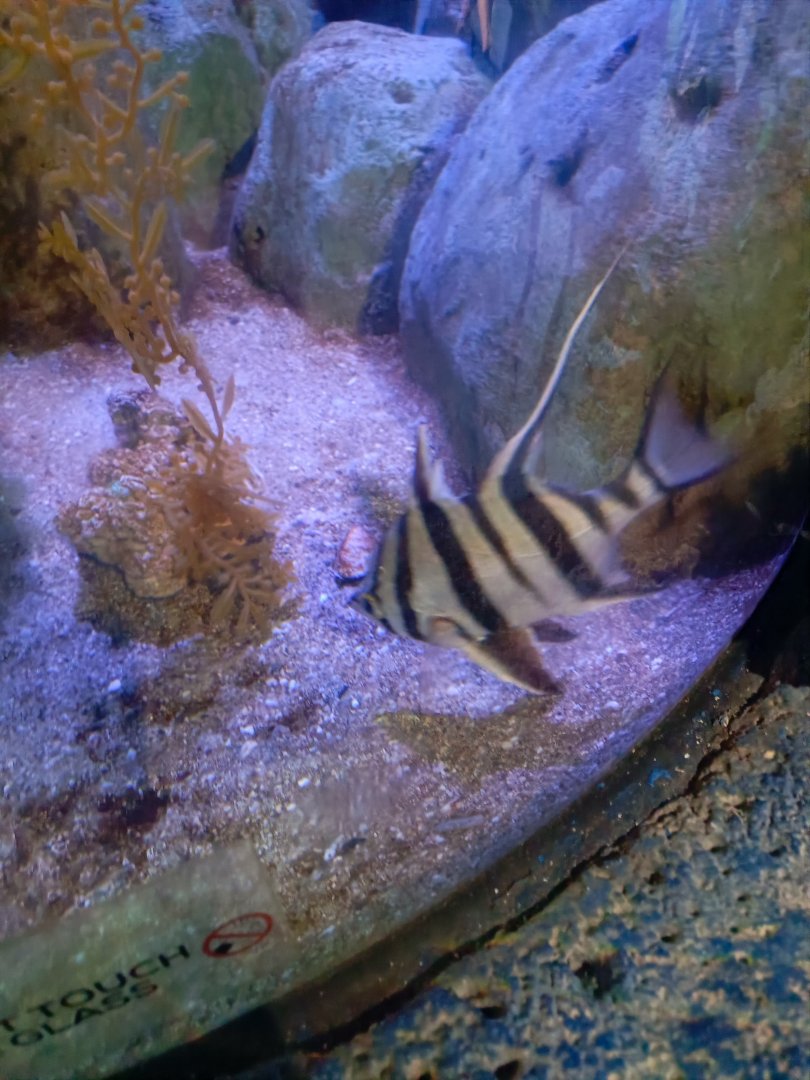 Old Wife (Enoplosus armatus)