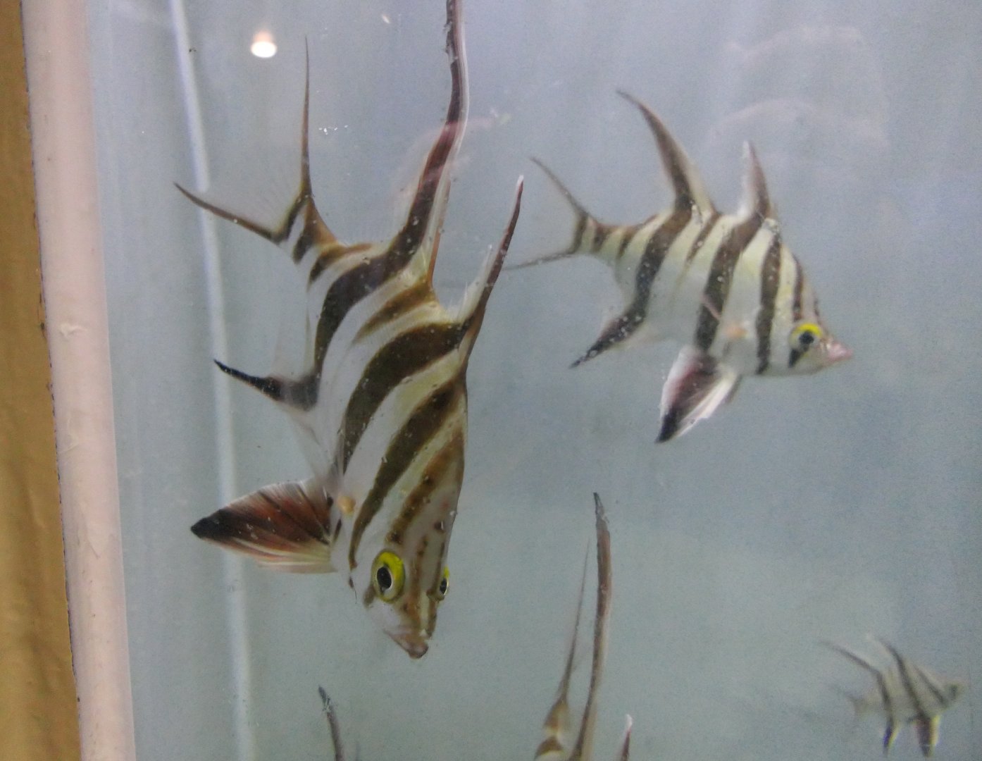 Old Wife (Enoplosus armatus)