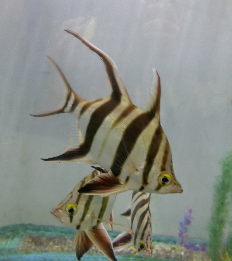 Old Wife (Enoplosus armatus)