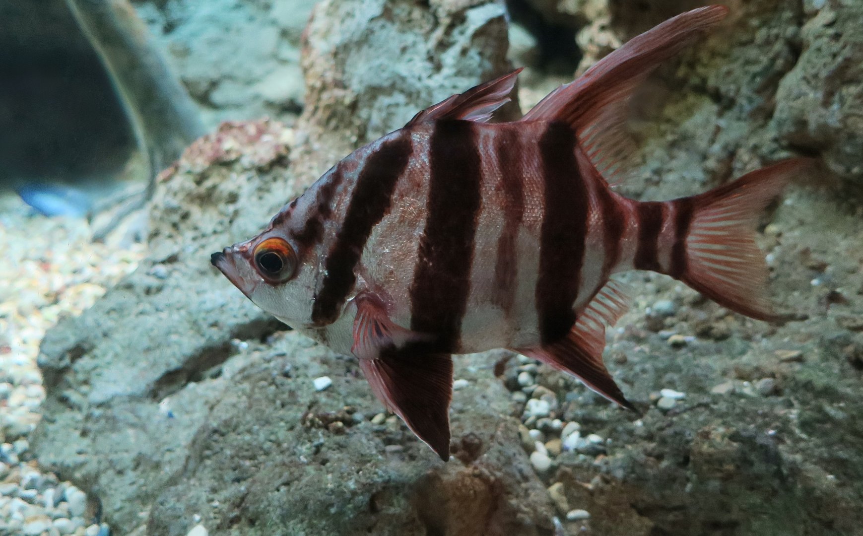 Old Wife (Enoplosus armatus)