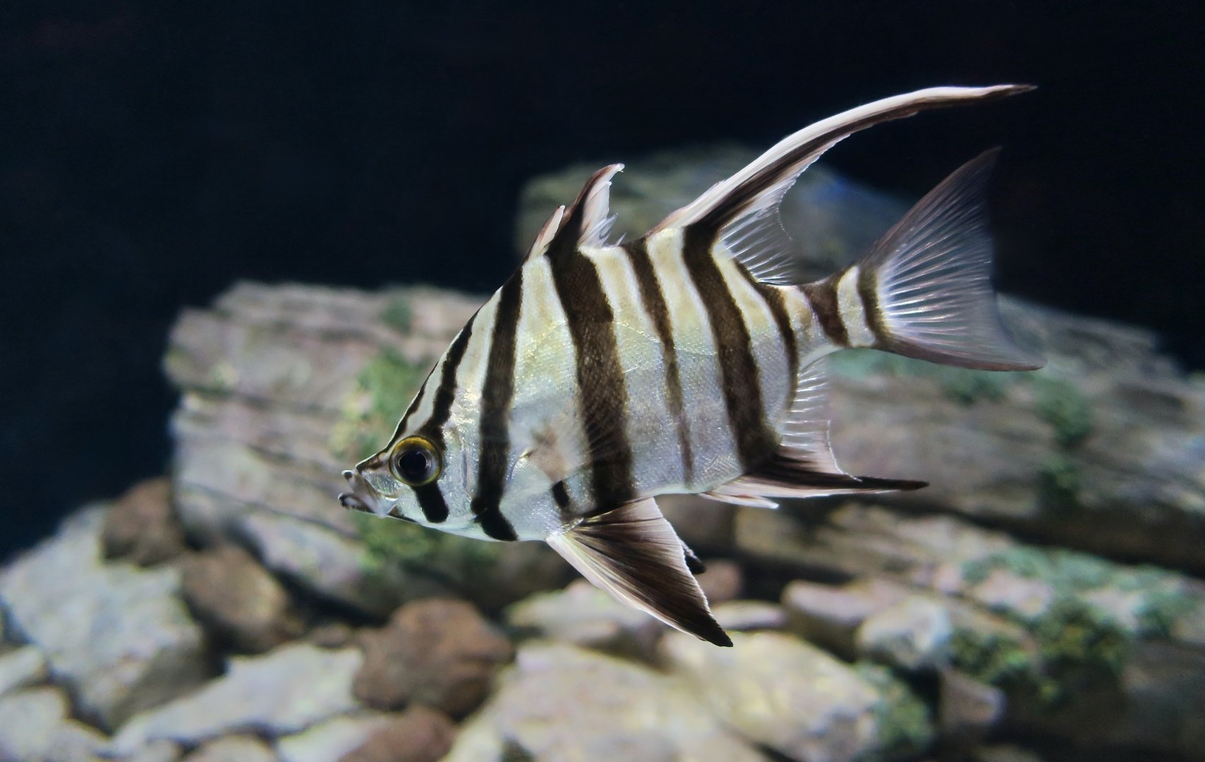 Old Wife (Enoplosus armatus)