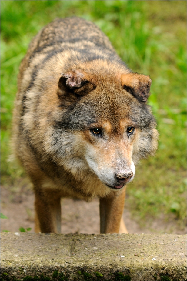 Old wolf at Neumünster
