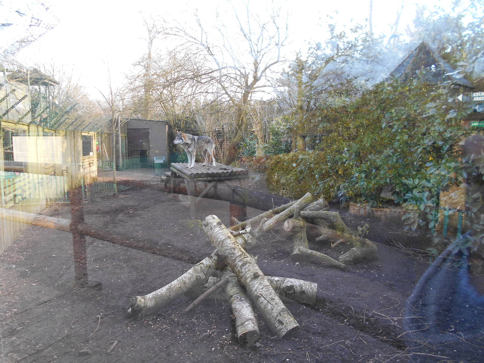 Old Wolf enclosure - March 11th 2016