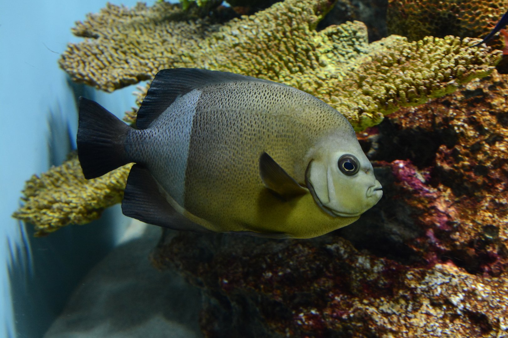Old woman angelfish (Pomacanthus rhomboides)