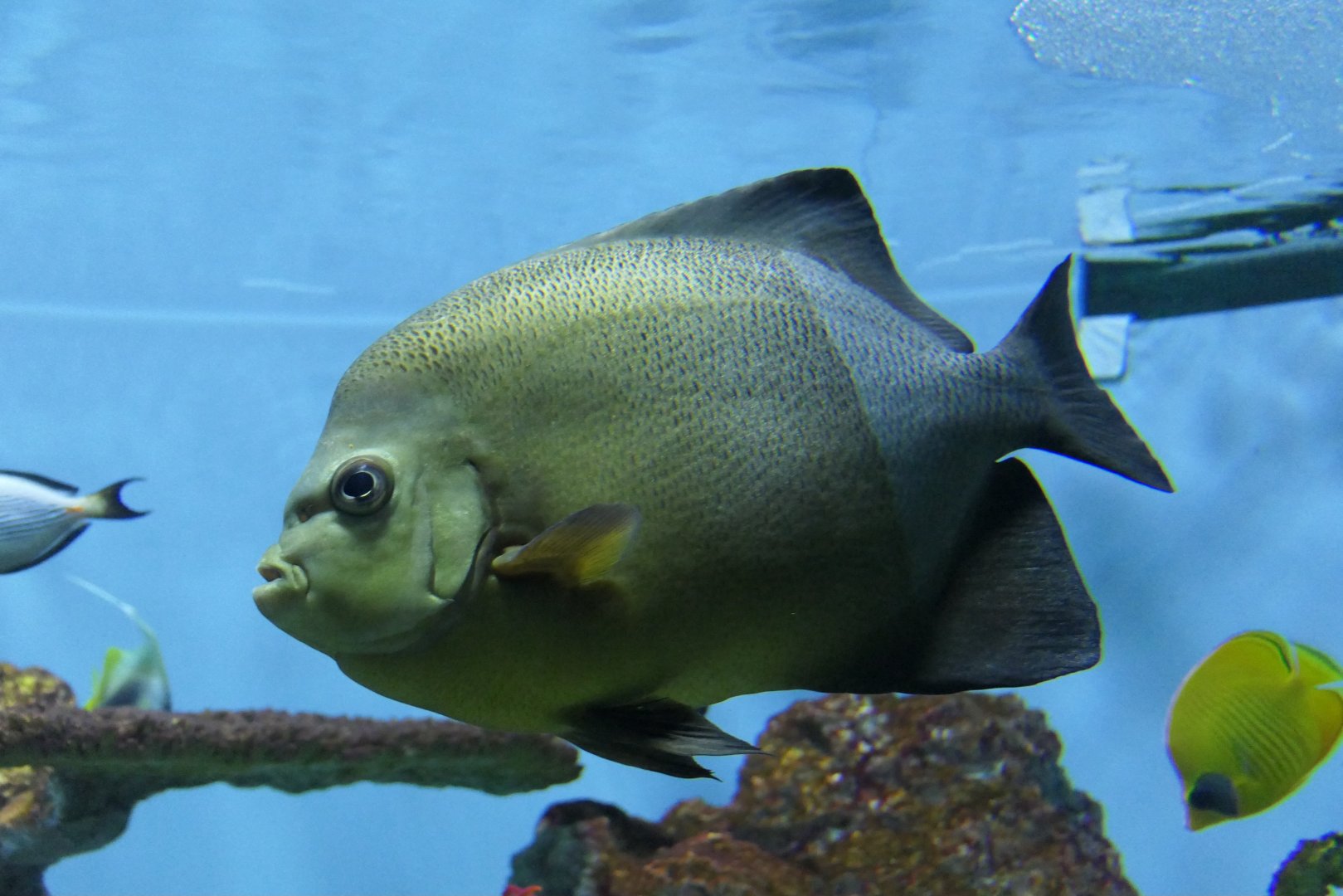 Old Woman Angelfish (Pomacanthus rhomboides)