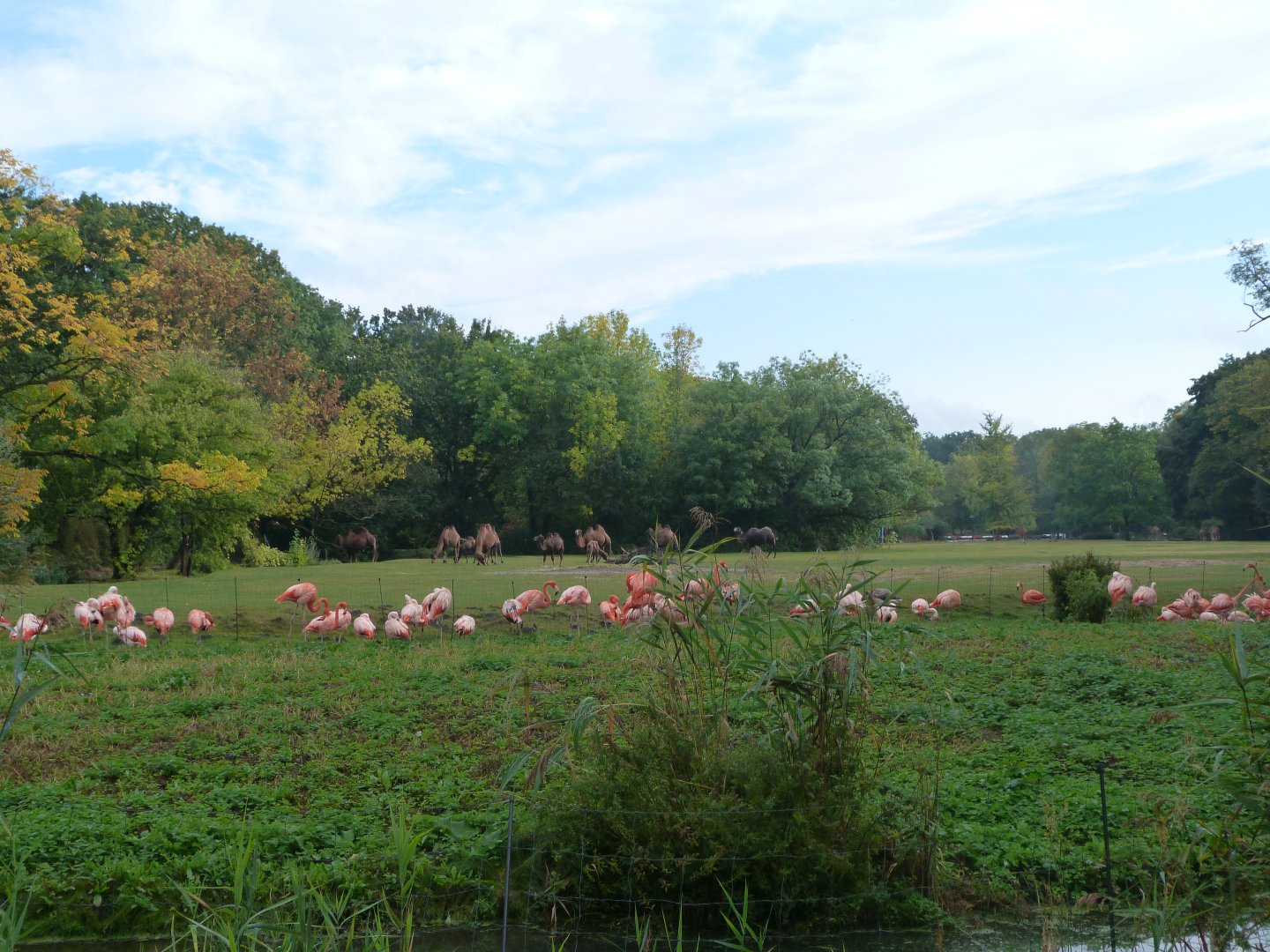 Old world Camelid and flamingo landscape -Tierpark Berlin (2024)