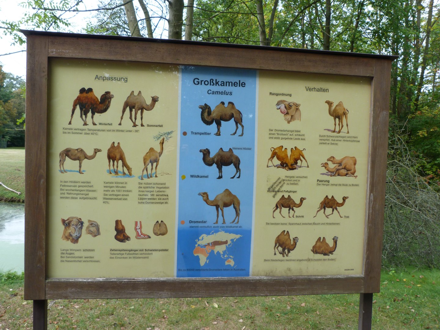 Old World Camelids sign -Tierpark Berlin (2024)