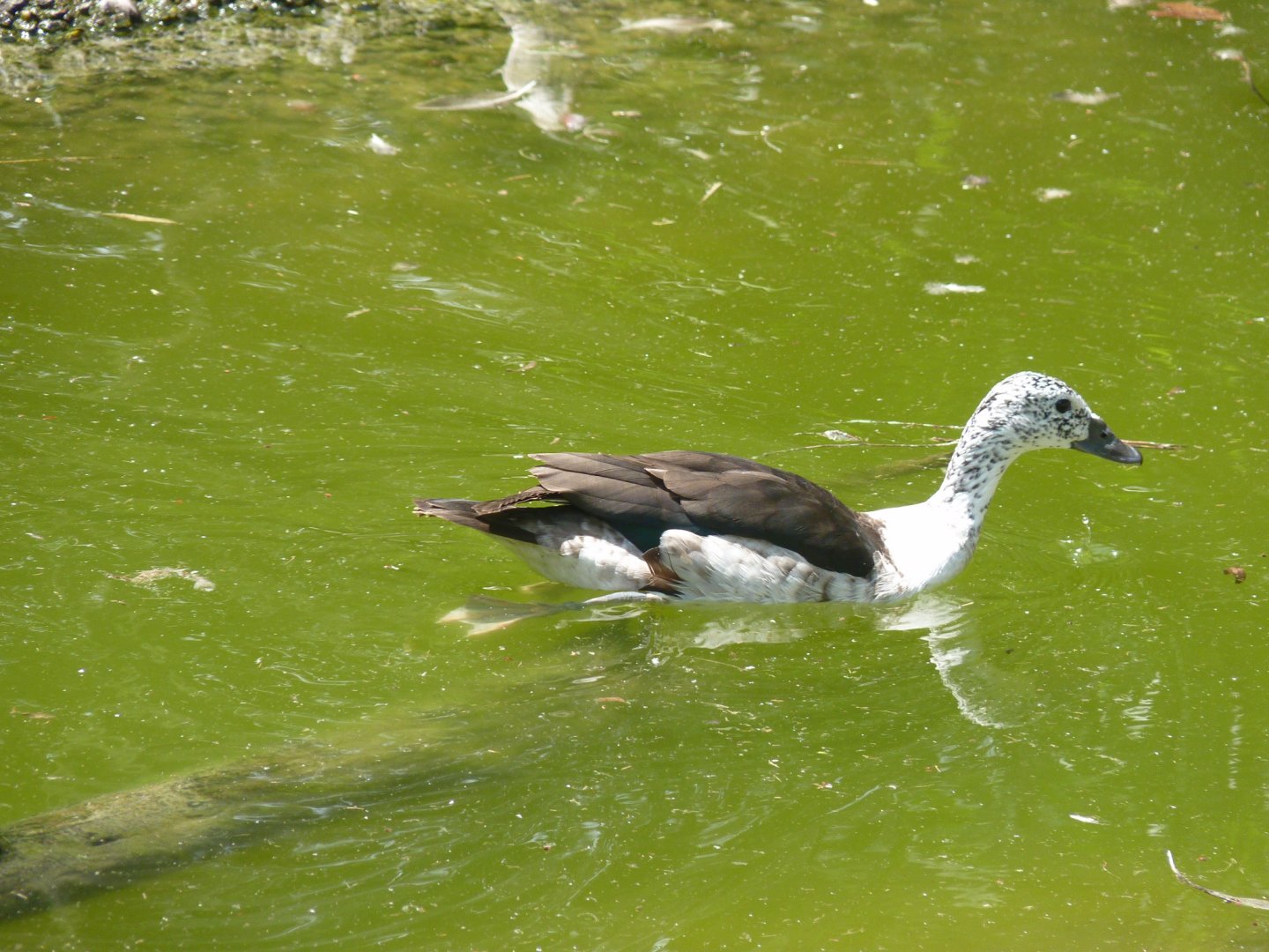 Old world Comb duck female