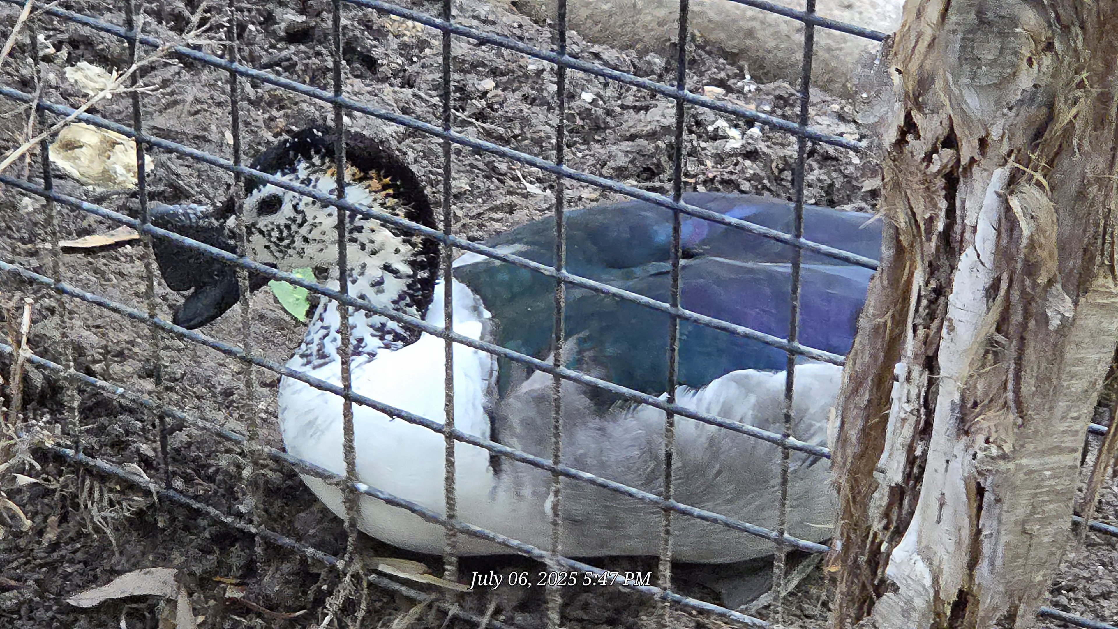 Old World Comb Duck -Fort Worth Zoo