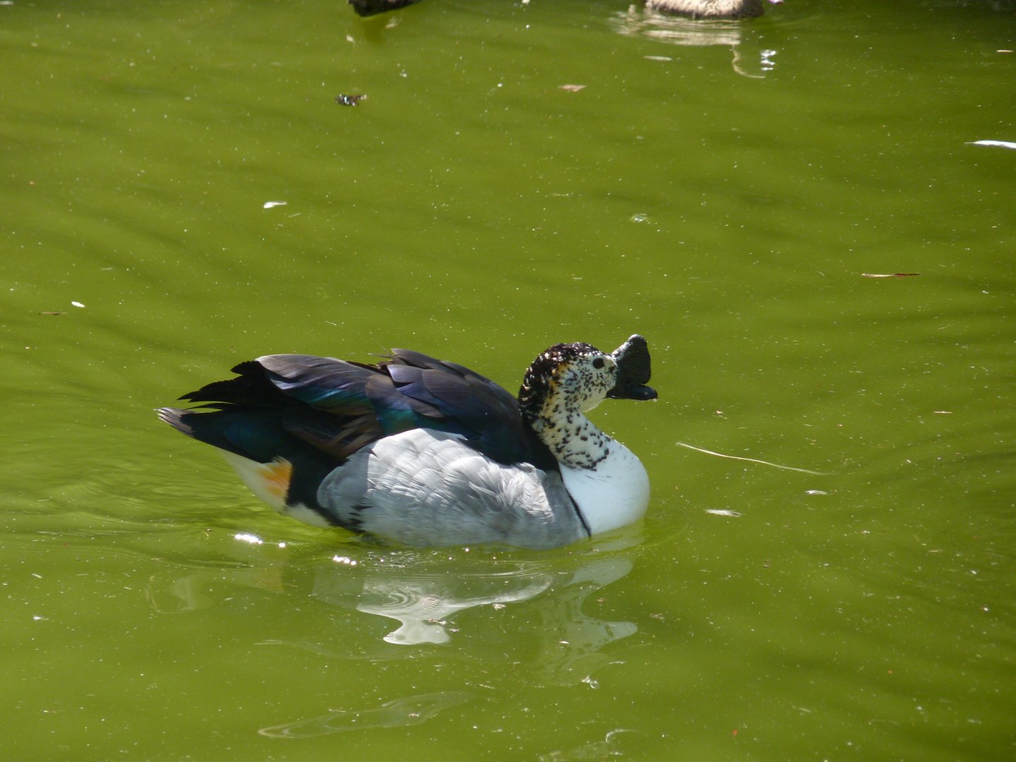 Old world Comb duck, Male