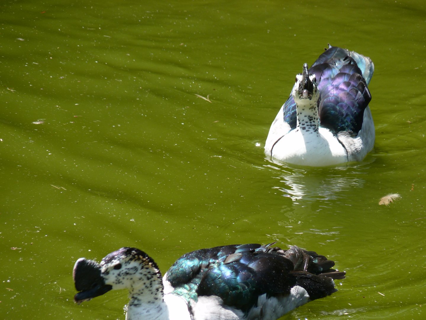 Old world comb duck, males