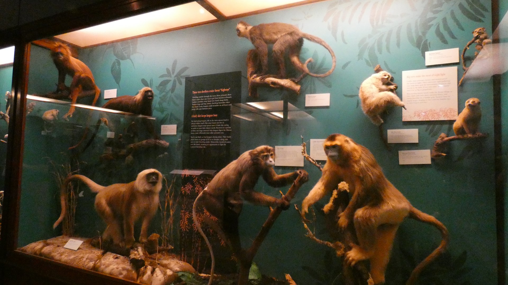 Old World Monkeys, Animal Groups - Feb. 2022