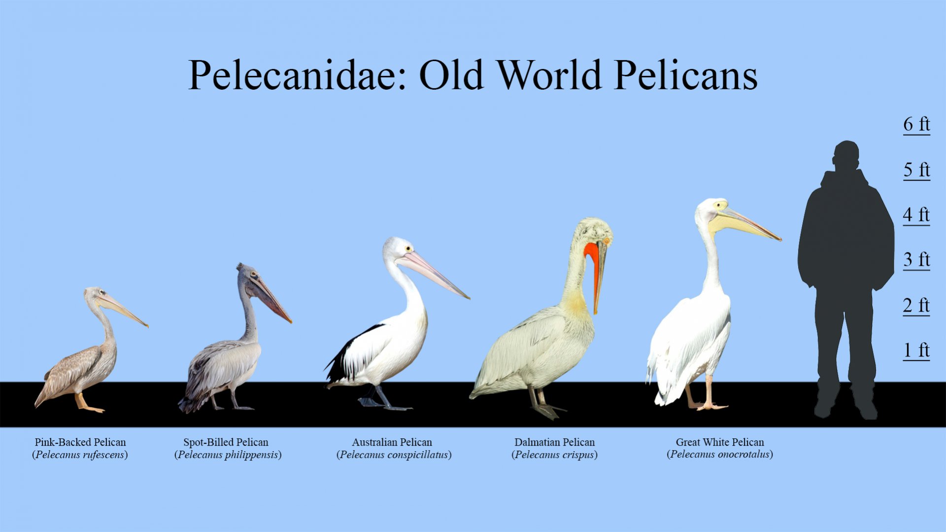 Old World Pelicans Size Chart