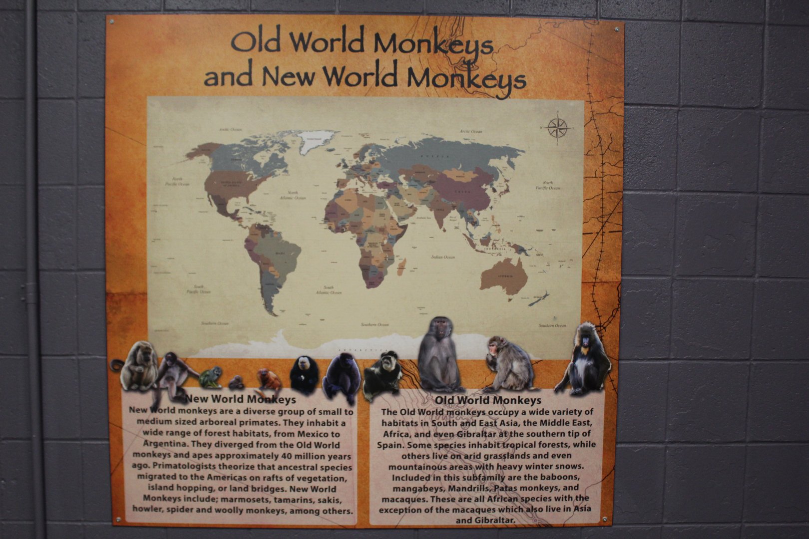 Old World vs New World Monkeys