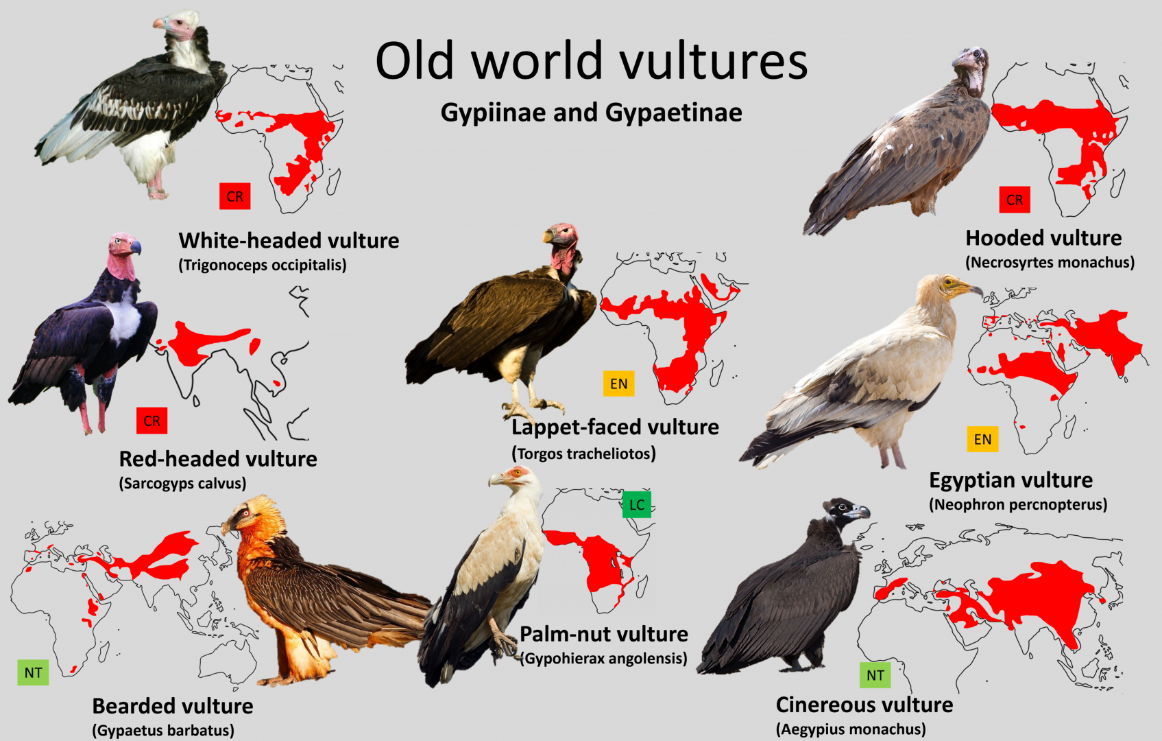 Old world vultures distribution maps