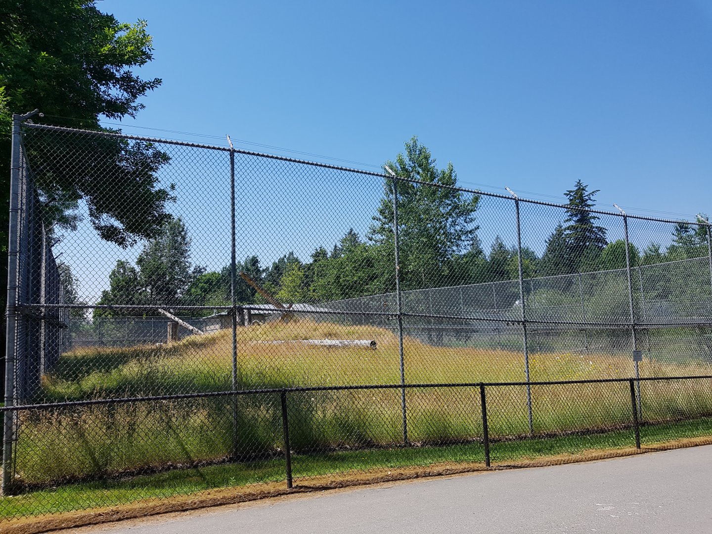 Old Yellow Baboon Exhibit