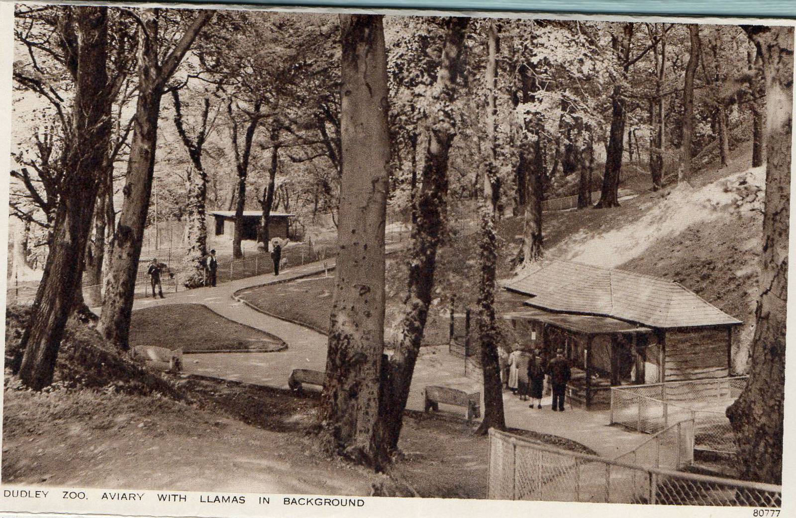 OLD ZOO LLAMA AND AVAIRY BEFORE 1950