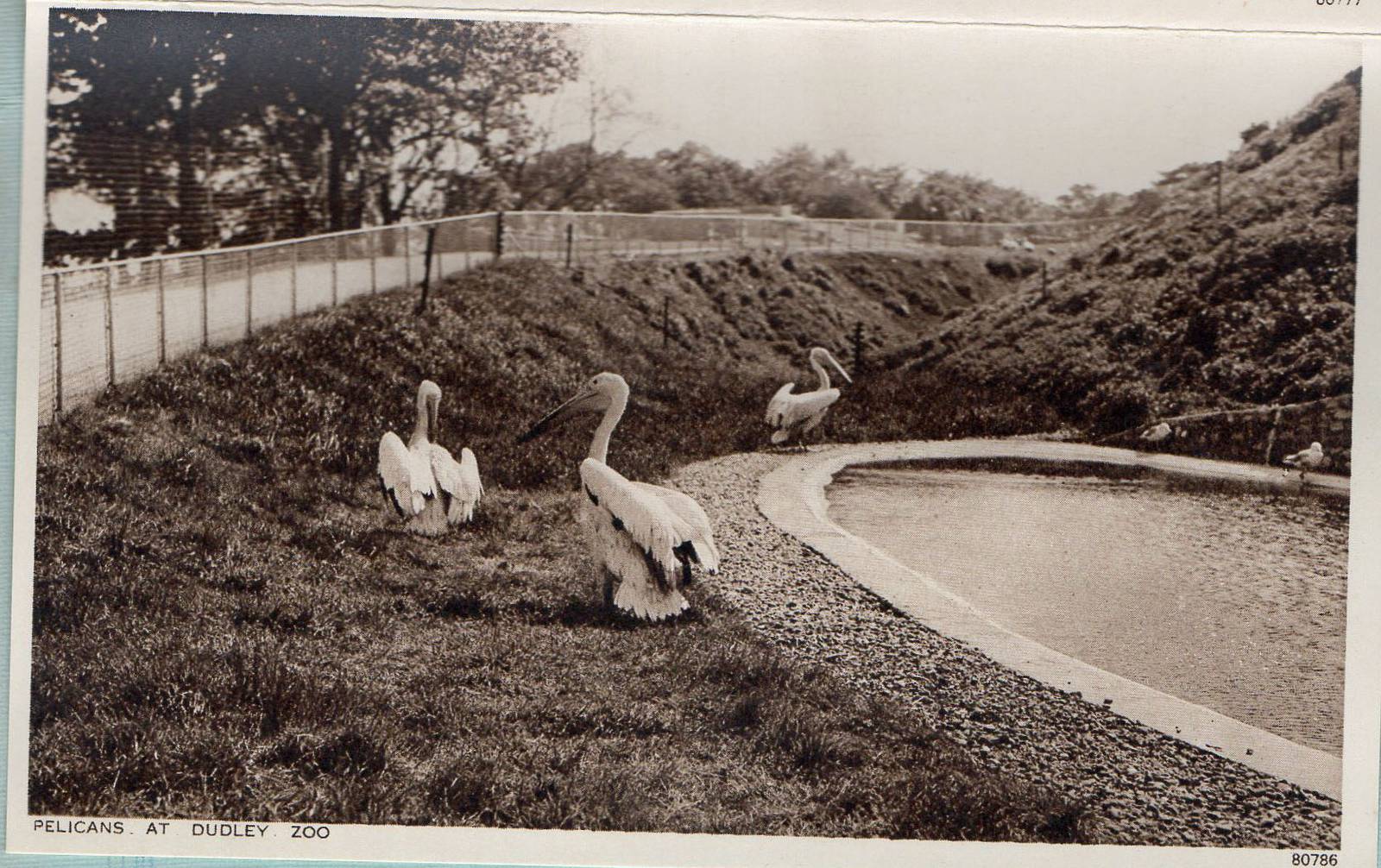 OLD ZOO PELICANS ENCLOSURE BEFORE 1950
