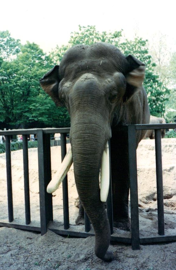 Old_Bull_ast_Artis_May_1990