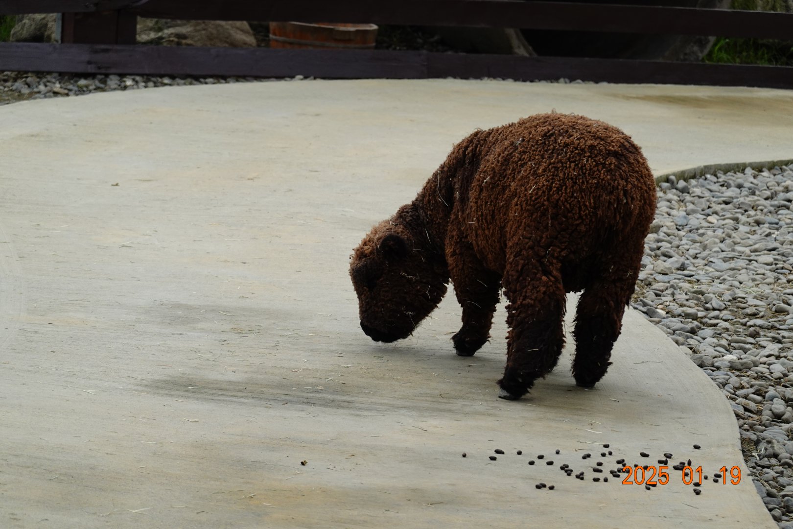 Olde English Southdown Sheep (Ovis orientalis f. aries)