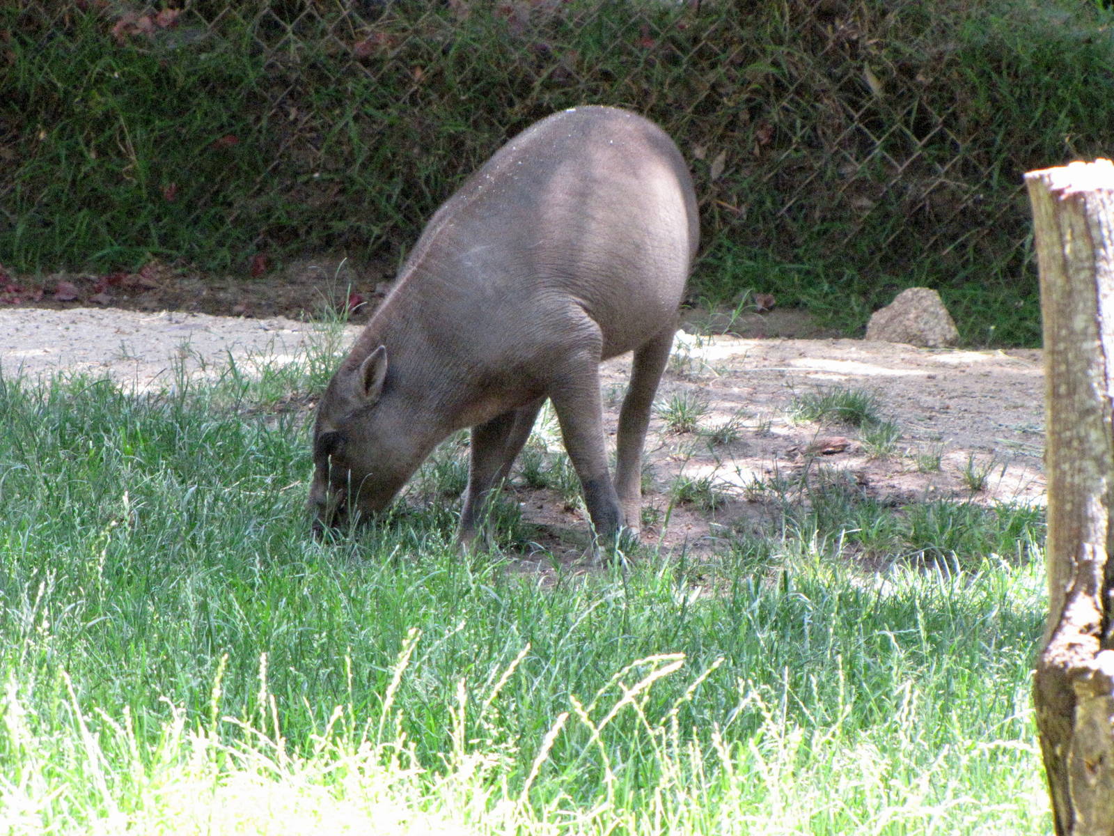Older Babirusa Offspring